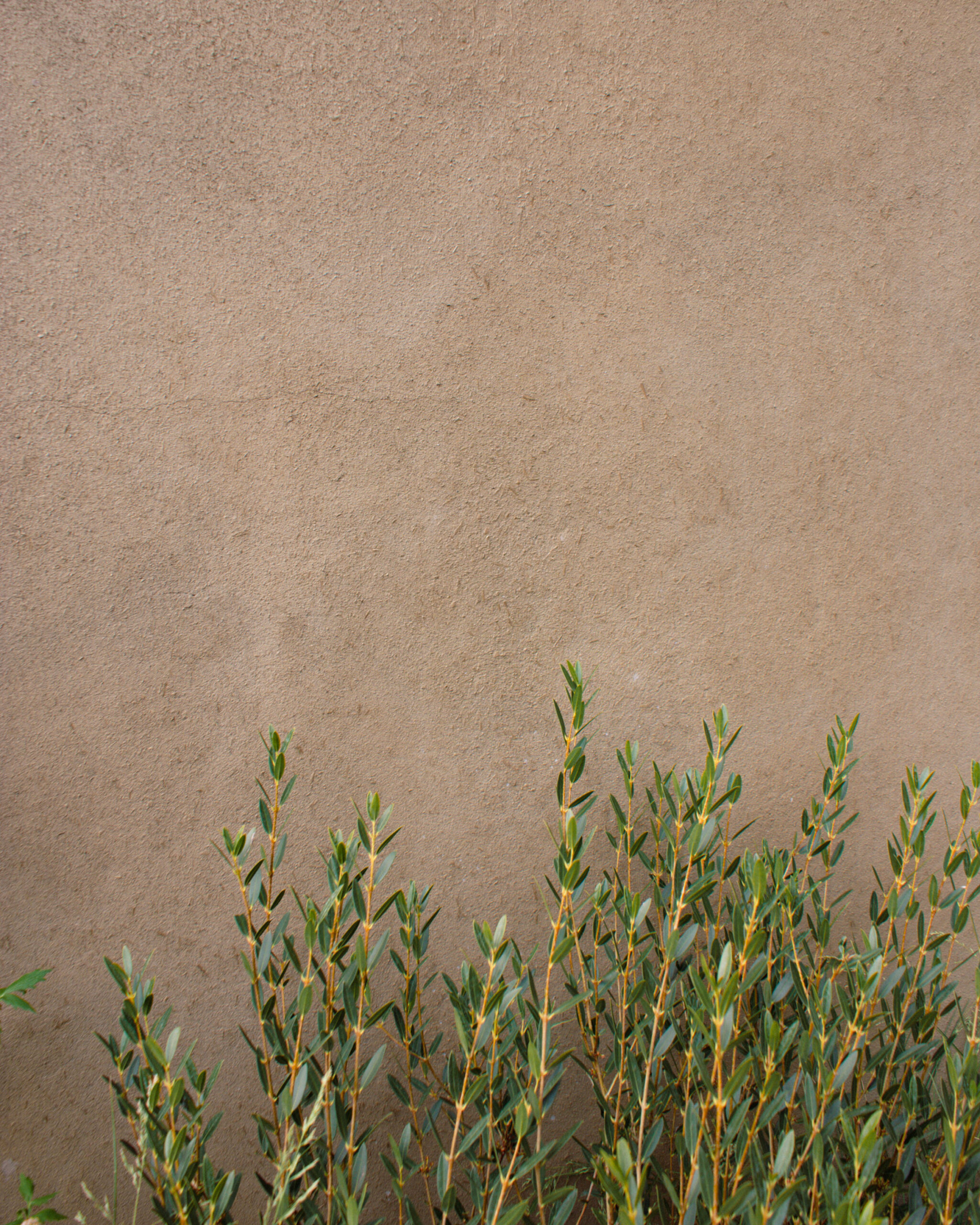 'A Seed in Time' RHS Chelsea Show Garden