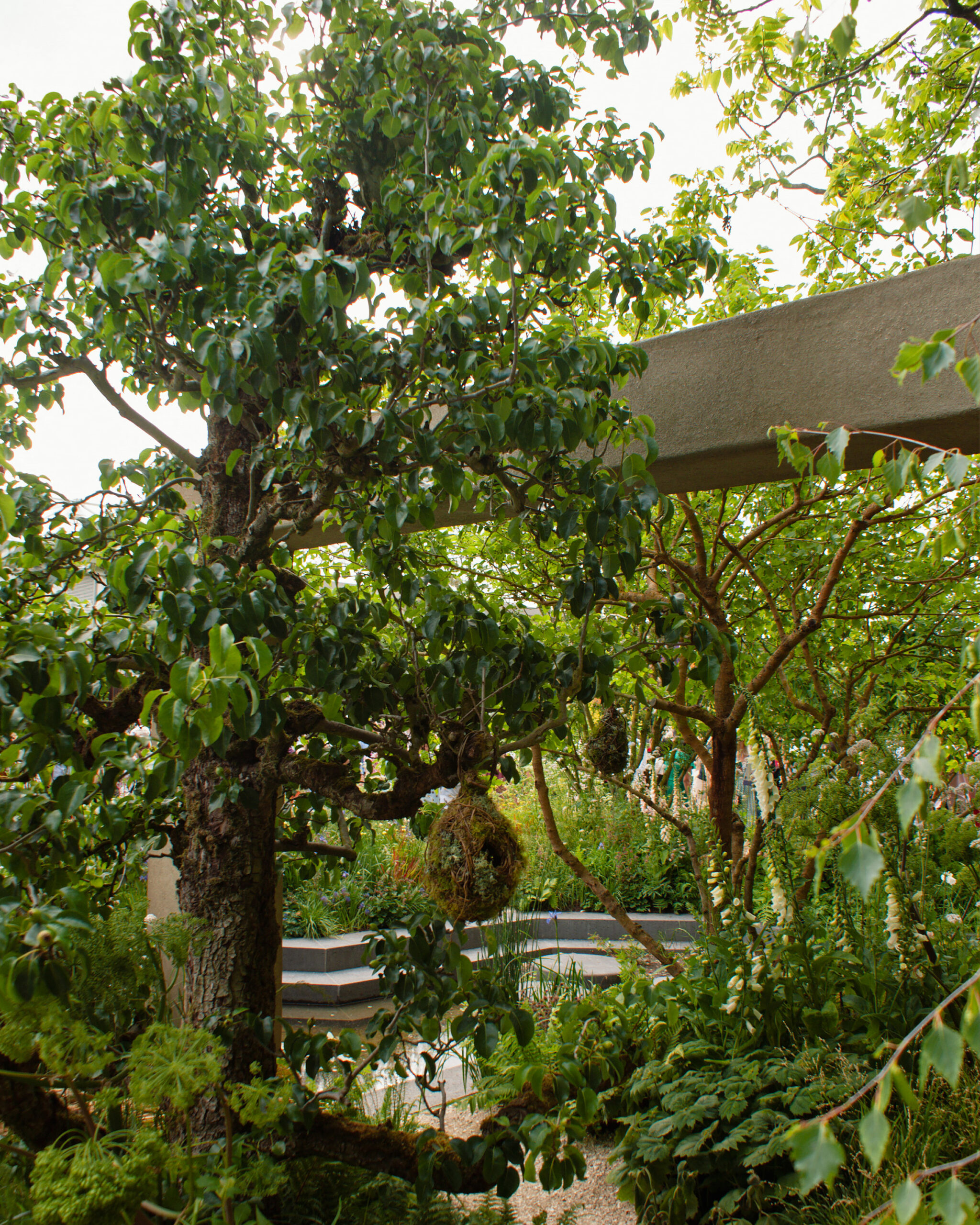 'A Seed in Time' RHS Chelsea Show Garden